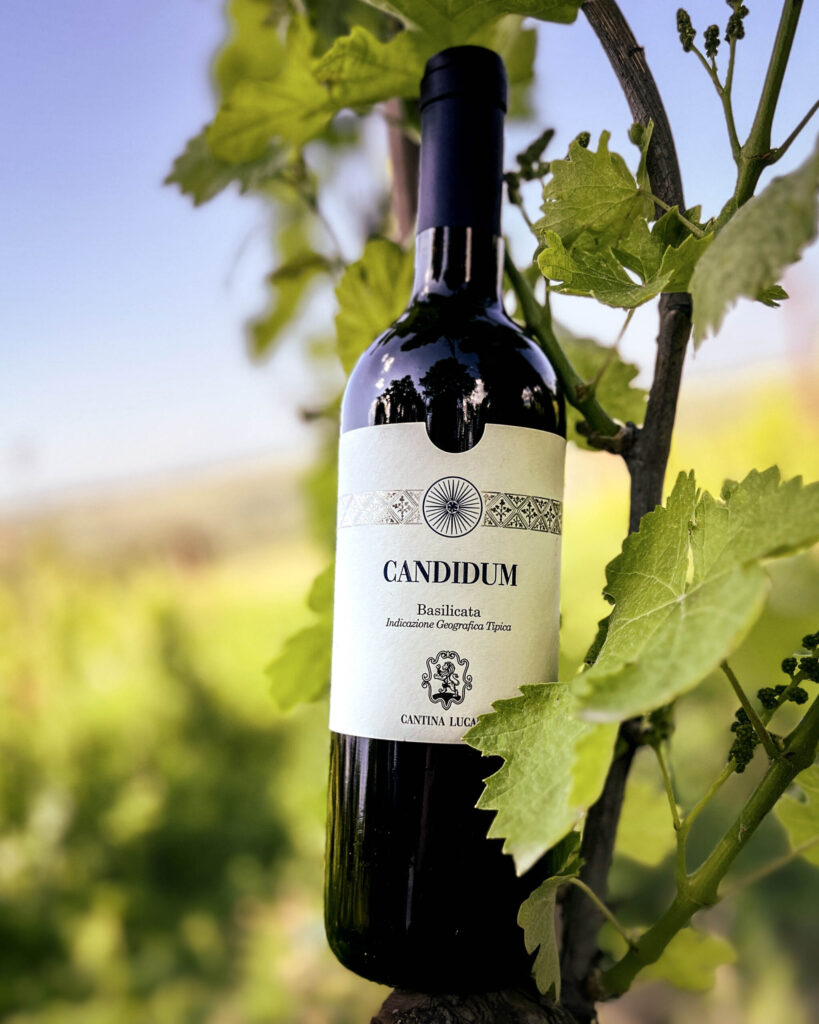 candidum